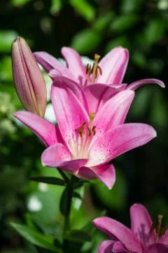 Lily flower background Stock-Fotos