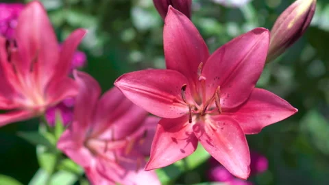 Lily flower blooms Video stock 167175229