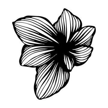Lily flower bud. Vector linear illustration. Black and white graphics. Isolat Stock Illustration