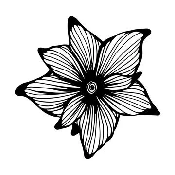 Lily flower bud. Vector linear illustration. Black and white graphics. Isolat Stock Illustration
