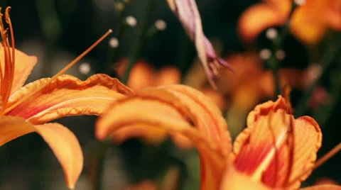 Lily flower close up; left pan;  Stock Footage 35944698