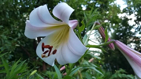 Lily Flower Close-Up Outdoors Stock Footage 280597172