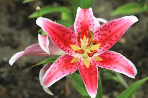Lily flower close-up Stock Photos