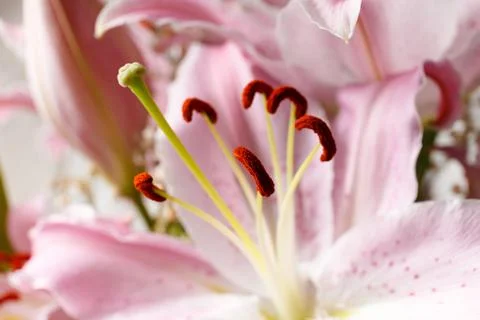 Lily flower close up. Stock Photos