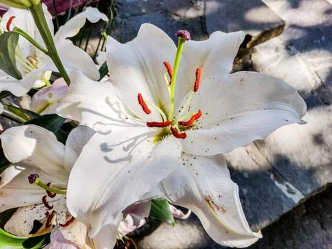 Lily flower - closeup view, macro Photos