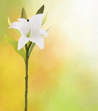 Lily Flower on Colored Background Stock Illustration