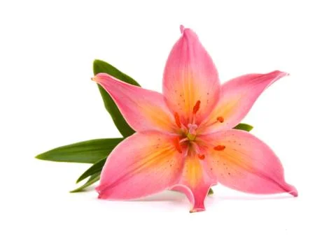 A lily flower decorating Stock Photos