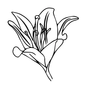 Lily flower in doodle style. Vector illustration isolated on white background Stock Illustration