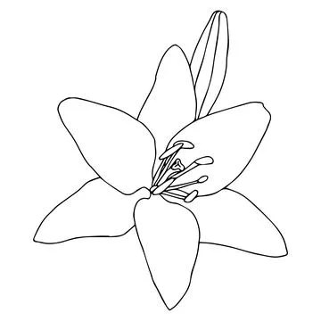 Lily flower in doodle style. Vector illustration isolated on white background Stock Illustration