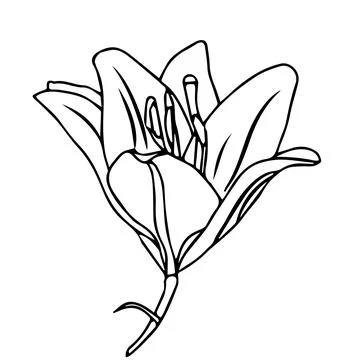 Lily flower in doodle style. Vector illustration isolated on white background Stock Illustration