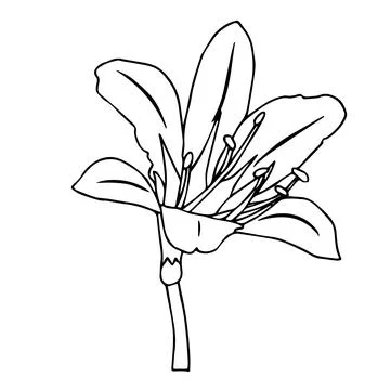 Lily flower in doodle style. Vector illustration isolated on white background Stock Illustration