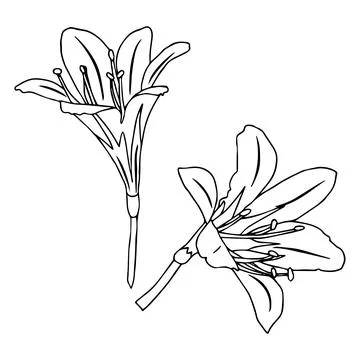 Lily flower in doodle style. Vector illustration isolated on white background Stock Illustration