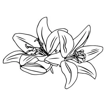 Lily flower in doodle style. Vector illustration isolated on white background Stock Illustration