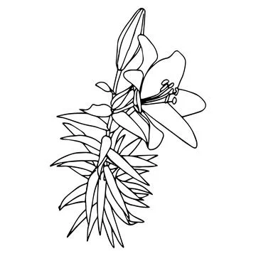 Lily flower in doodle style. Vector illustration isolated on white background Stock Illustration