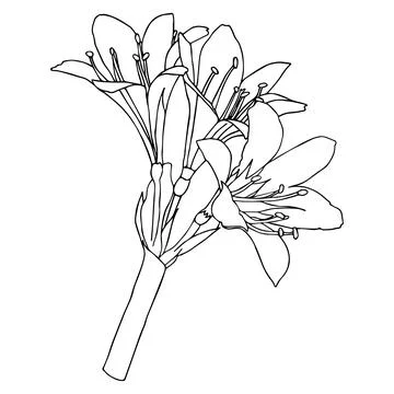 Lily flower in doodle style. Vector illustration isolated on white background Stock Illustration