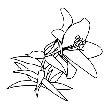 Lily flower in doodle style. Vector illustration isolated on white background Illustrazione stock