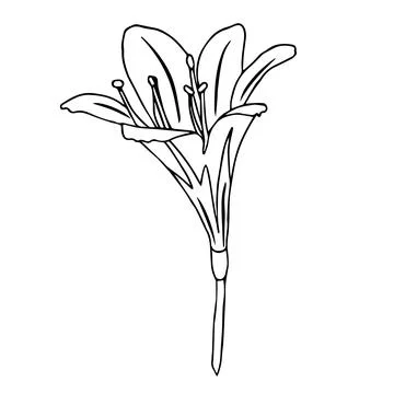 Lily flower in doodle style. Vector illustration on white background. Stock Illustration