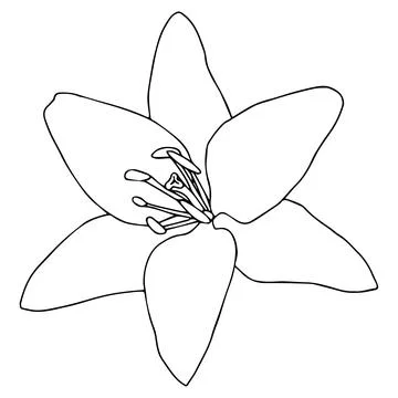 Lily flower in doodle style. Vector illustration on white background. Stock Illustration