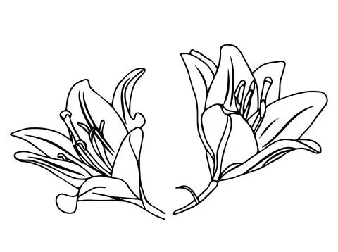 Lily flower in doodle style. Vector illustration on white background. Illustrazione stock