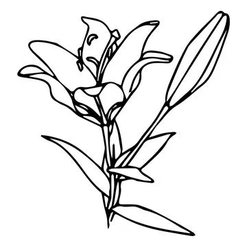 Lily flower in doodle style. Vector illustration on white background. Illustrazione stock