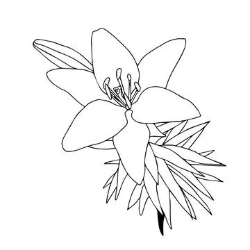 Lily flower in doodle style. Vector illustration on white background. Stock Illustration