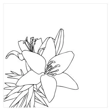 Lily flower in doodle style. Vector illustration on white background. Stock Illustration