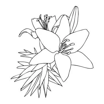 Lily flower in doodle style. Vector illustration on white background. Stock Illustration