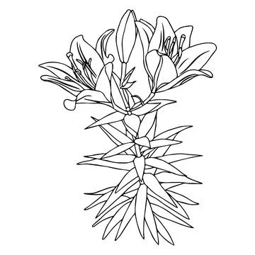 Lily flower in doodle style. Vector illustration on white background. Stock Illustration
