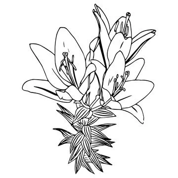 Lily flower in doodle style. Vector illustration on white background. Stock Illustration