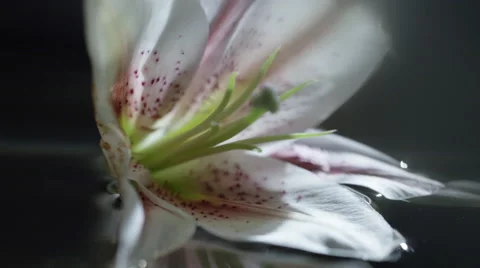 Lily flower floating on a water Stock Footage 65871561