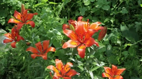 Lily flower Stock Footage 11252259
