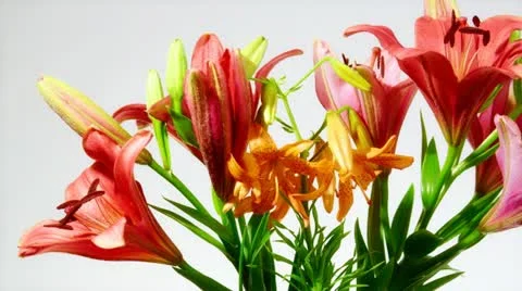 Lily flower Video stock 11338589