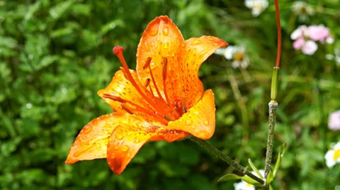 Lily flower Stock Footage 37542887