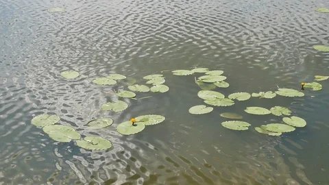 Lily flower Stock Footage 108443264
