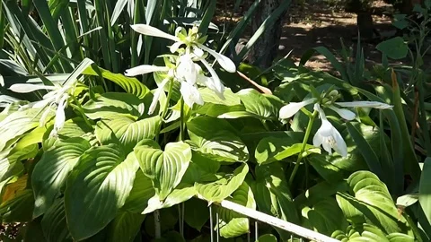 Lily flower in the garden. Stock Footage 101725973