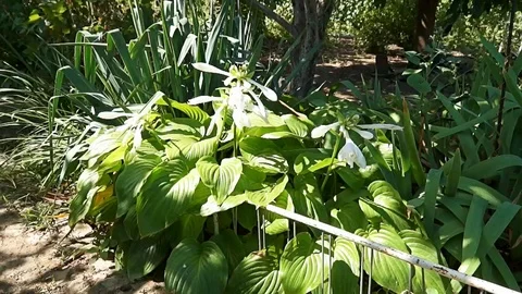 Lily flower in the garden. Video stock 101726005