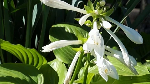 Lily flower in the garden. Stock Footage 101726006