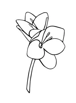Lily flower. A hand-drawn sketch of a flower with a stem with a black outline Stock Illustration