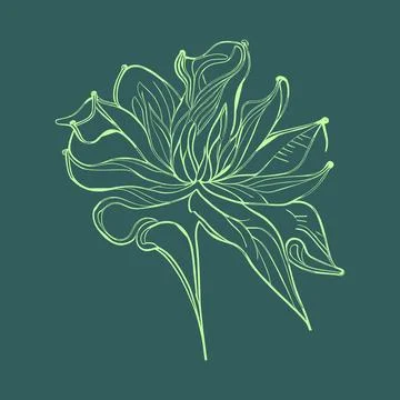 Lily flower. Hand drawn vector illustration of green botanical lilies flowe.. Stock-Illustration