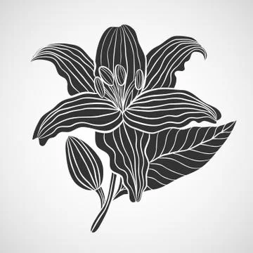 Lily flower Stock Illustration