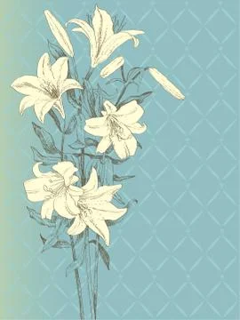 Lily flower Stock Illustration
