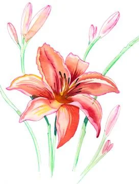 Lily flower Stock Illustration