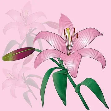 Lily flower Stock Illustration