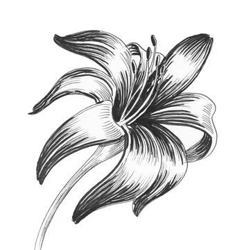 Lily flower Illustrazione stock