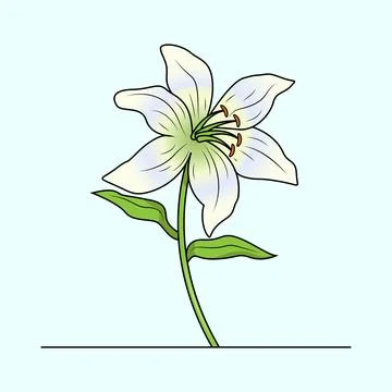 Lily Flower Stock Illustration
