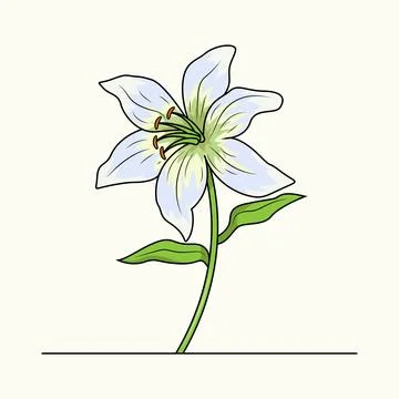 Lily Flower Stock Illustration