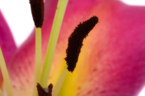 Lily flower isolated Stock Photos