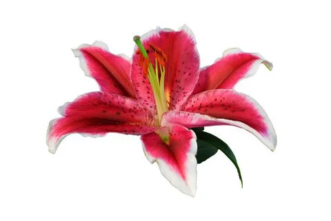 Lily flower isolated on white background. Close up of Stargazer lily Stock Photos
