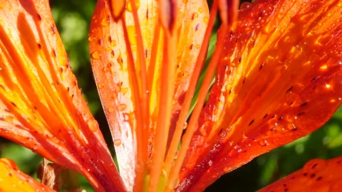 Lily flower with large drops of dew. Macro Stock-Footage 135255690