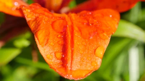 Lily flower with large drops of dew. Macro 스톡 동영상 135255716
